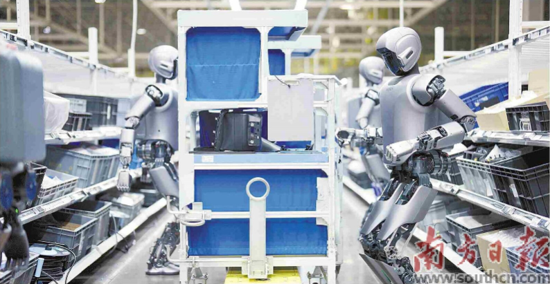 優(yōu)必選工業(yè)人形機器人在工廠開展協(xié)同實訓(xùn)。 南方日報記者 朱洪波 通訊員 羅艷 攝